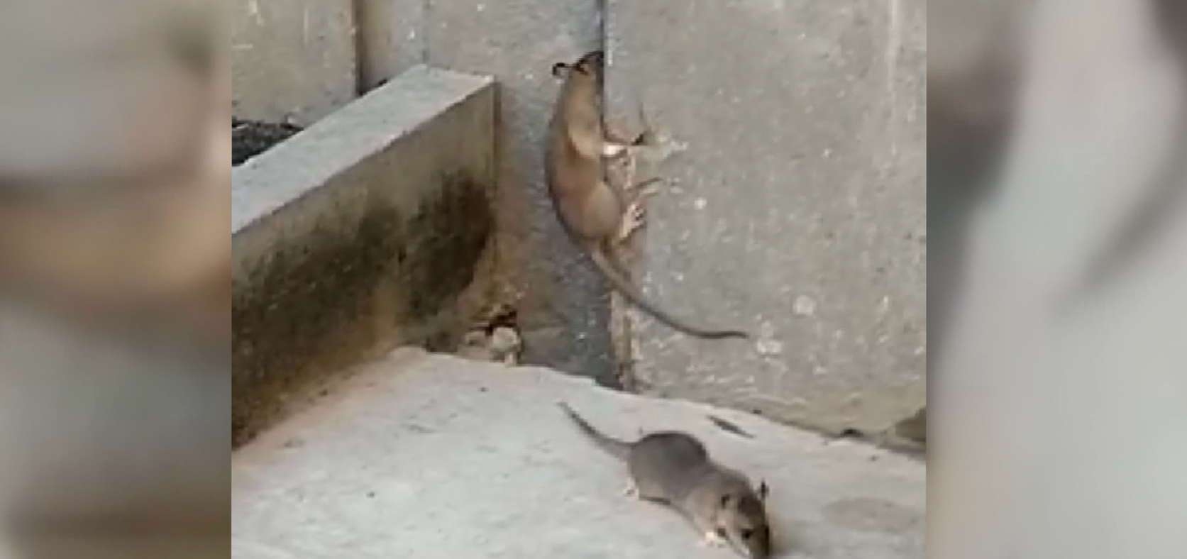 Крыса из мусоропровода. Нападение крыс