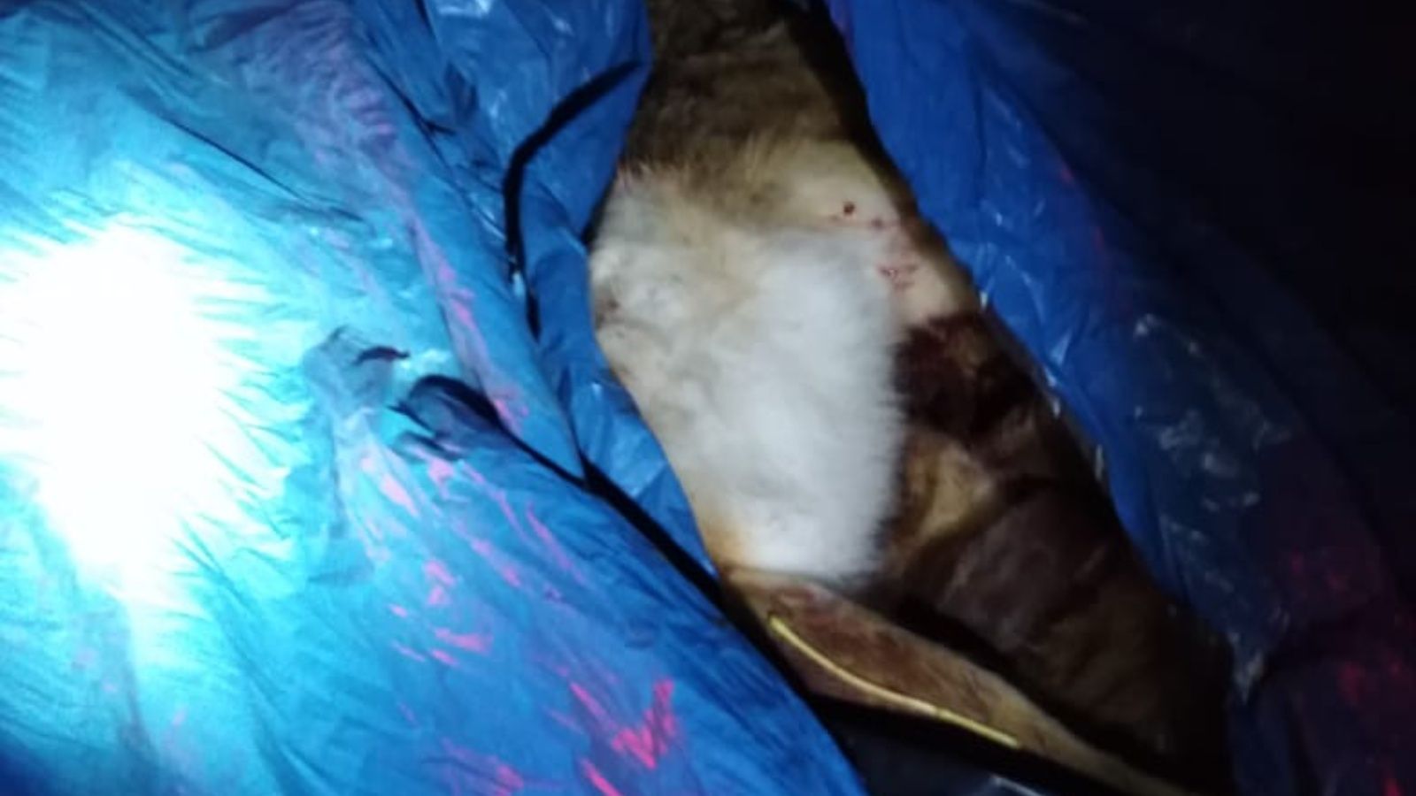 В Татарстане поймали браконьера, незаконно добывавшего зайцев