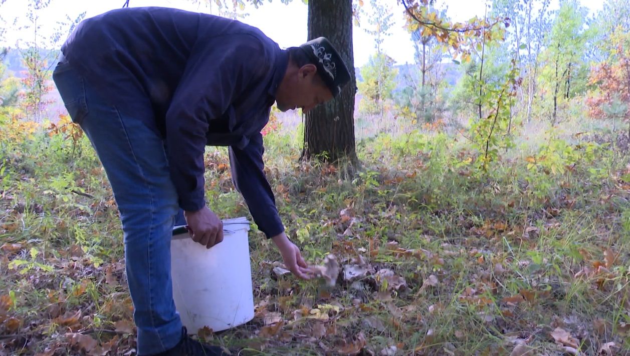 В Татарстане с начала сезона более 20-и грибников заблудились в лесу