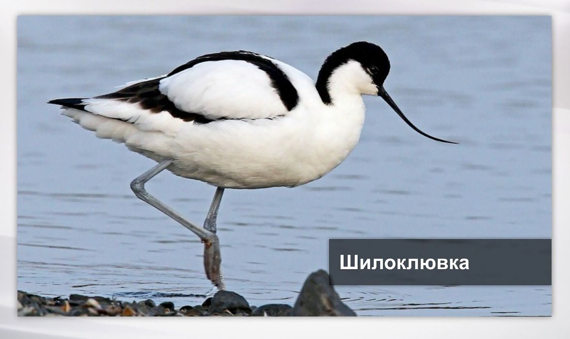 Татарстанские зоологи заявили о появлении ряда южных птиц в РТ