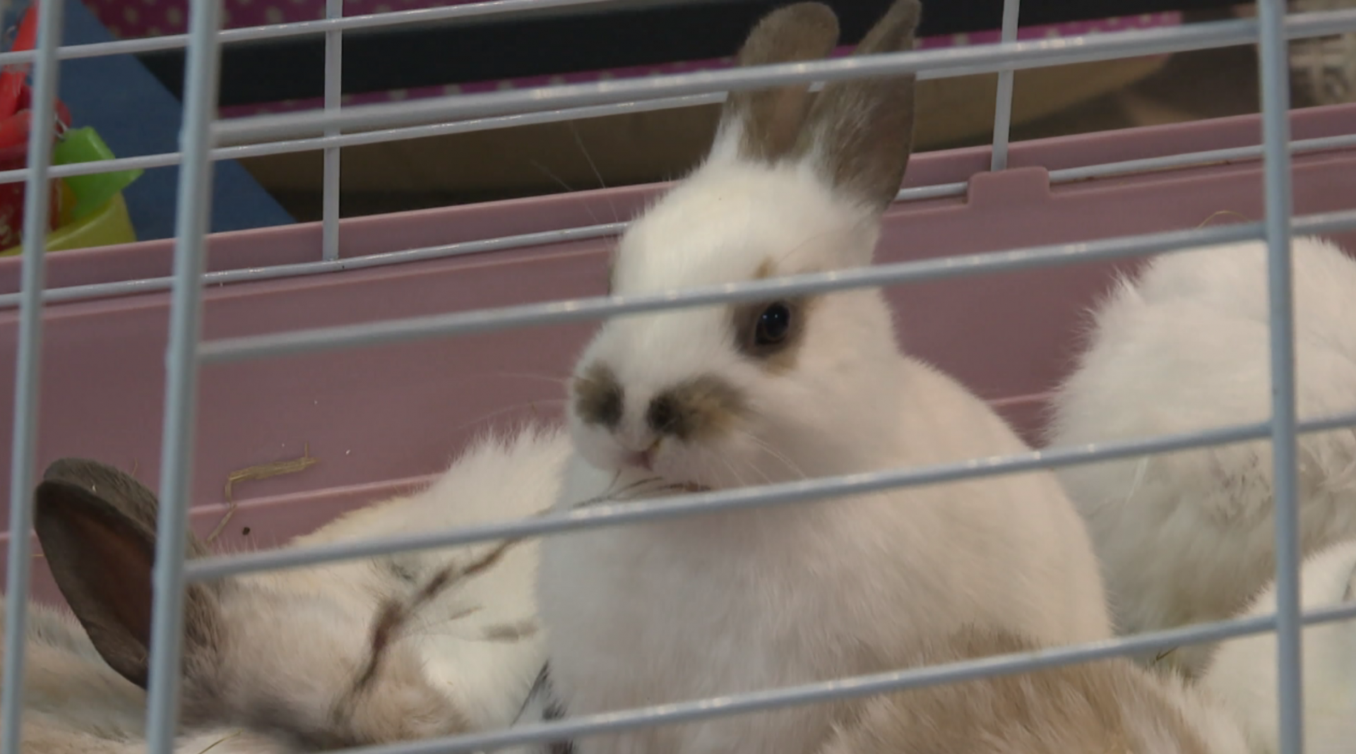 В Казани упал спрос на крольчатину, но сильно увеличился на живых кроликов