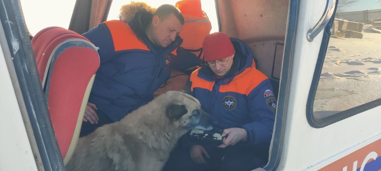 В Татарстане спасли провалившуюся под лед собаку
