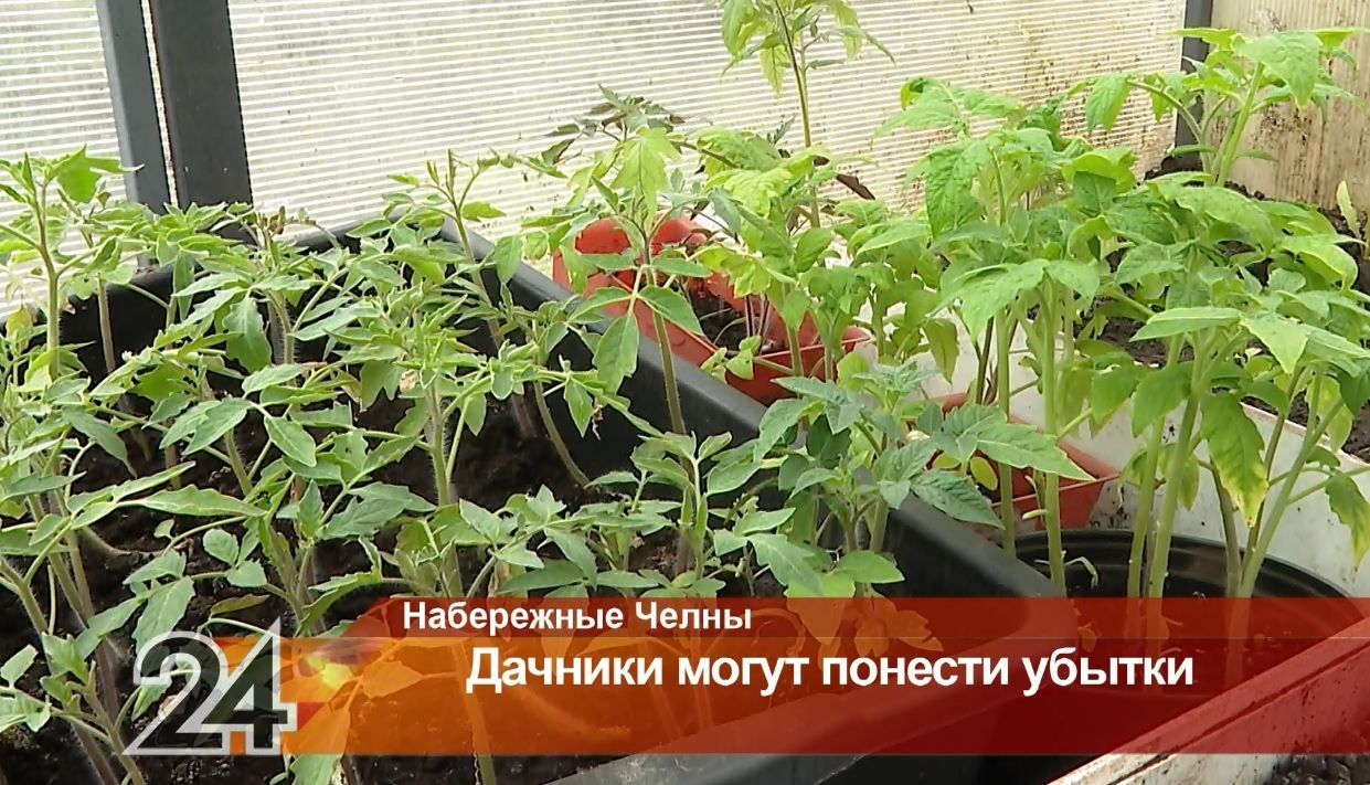 Из-за холодной весны дачники Татарстана рискуют потерять большую часть урожая