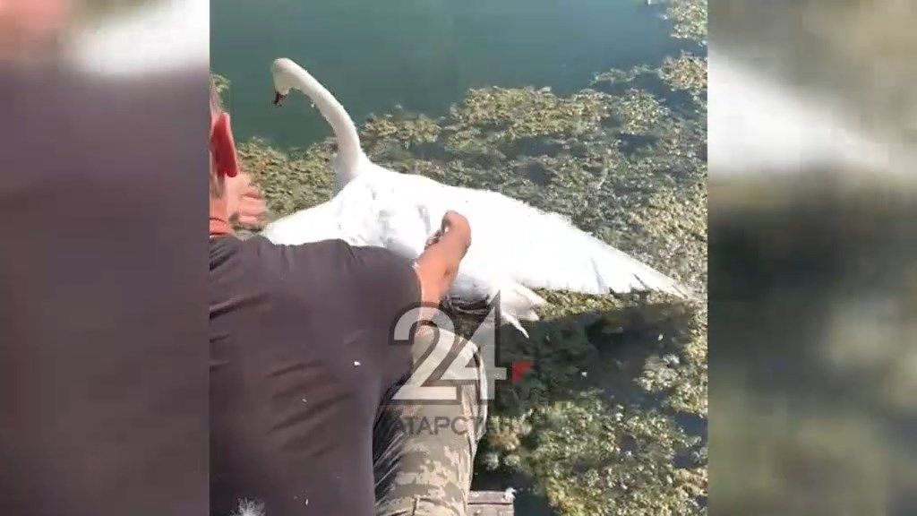 В Татарстане спасли краснокнижного лебедя-шипуна