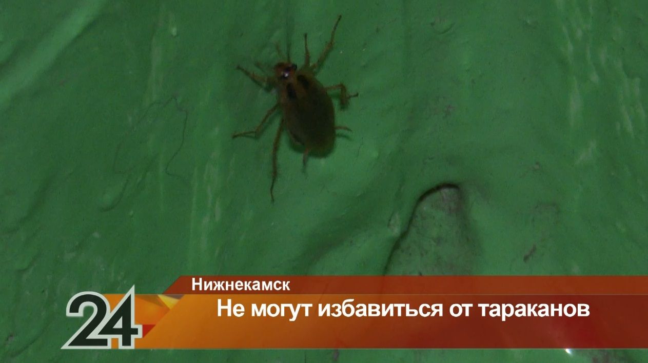 Тараканы атаковали многоэтажку в Нижнекамске