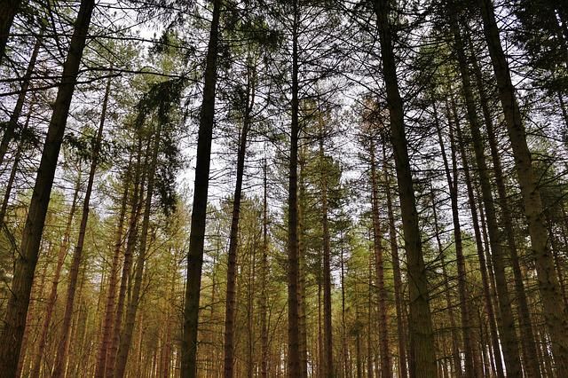 Татарстан получит еще три миллиона рублей на восстановление лесов