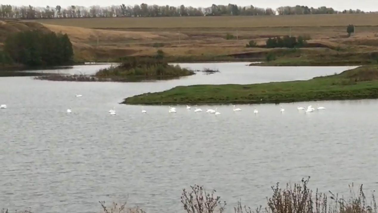В Азнакаевском районе на озере заметили стаю лебедей