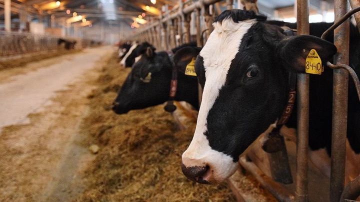 В РТ создадут организацию, которая будет заниматься племенным молочным скотоводством