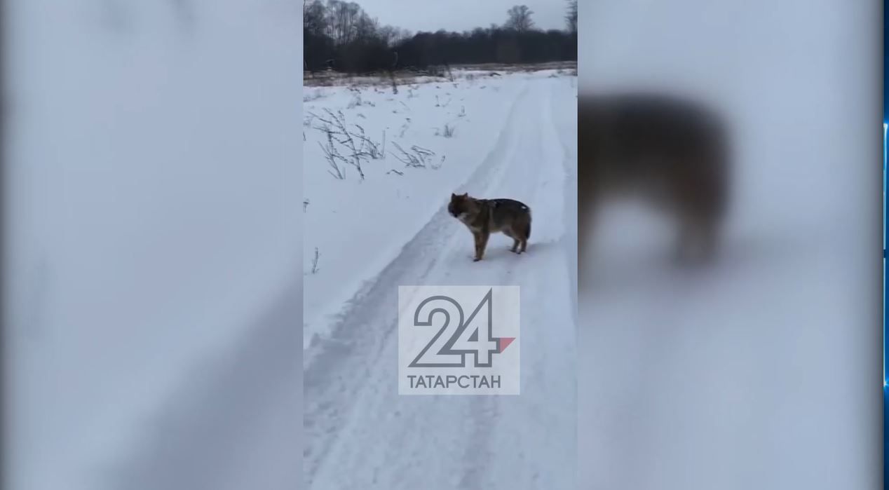 Жителей Татарстана напугало животное, похожее на чупакабру