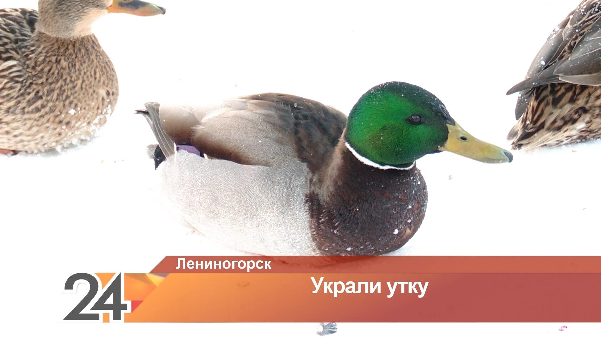 Утку жалко: в Лениногорске мужчина на глазах у прохожих похитил птицу с городского пруда