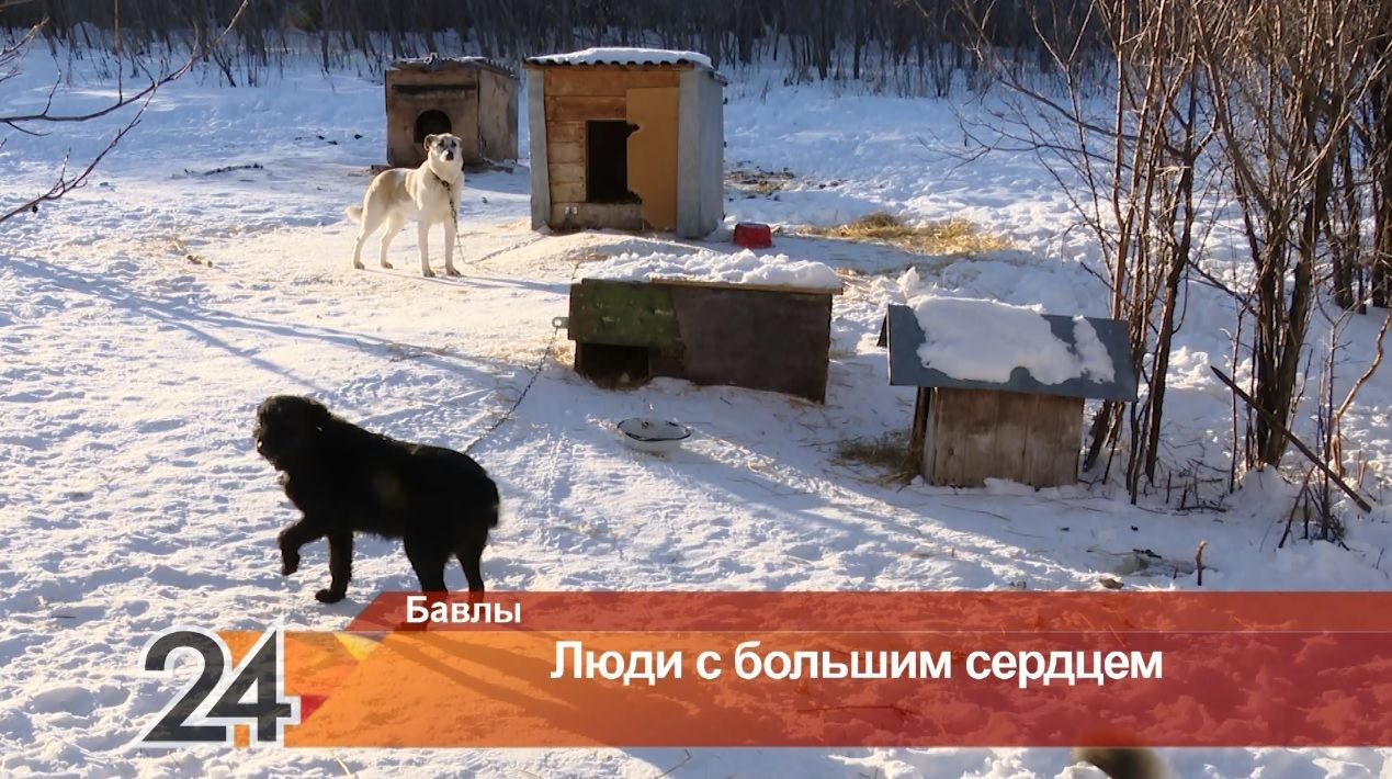 Более 300 животных обрели дом: в Бавлах волонтеры объединились для помощи бездомным собакам