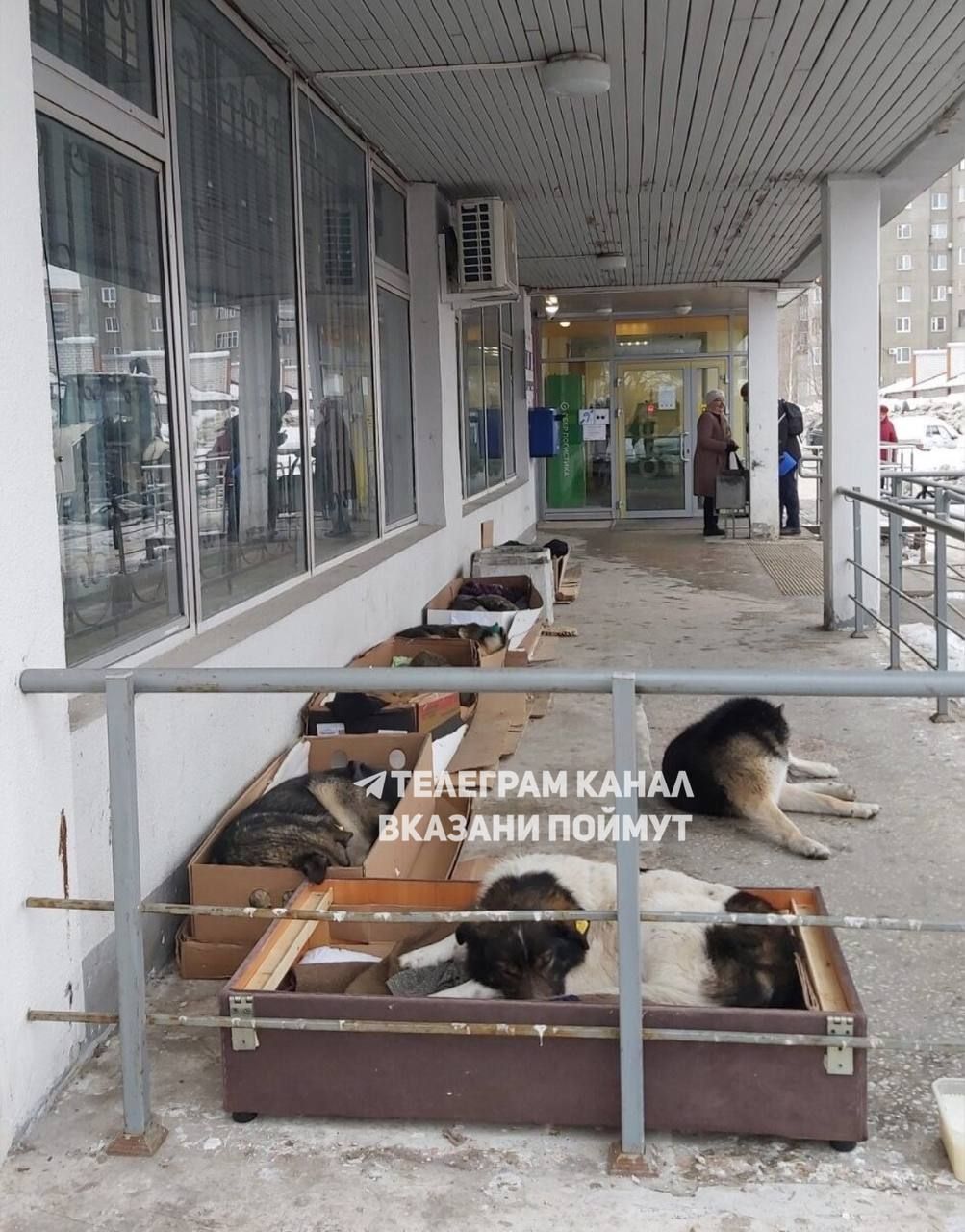 В Казани волонтеры сделали лежаки для бездомных собак