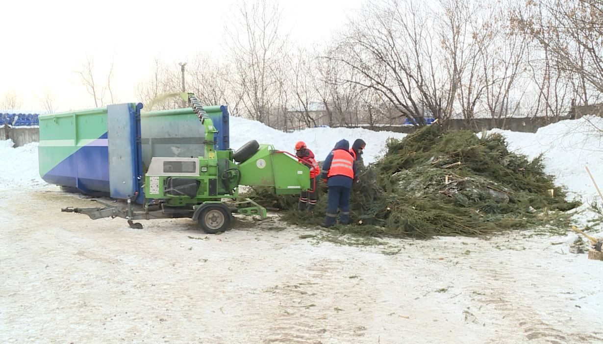 В Казани переработали более 6 тонн новогодних елок