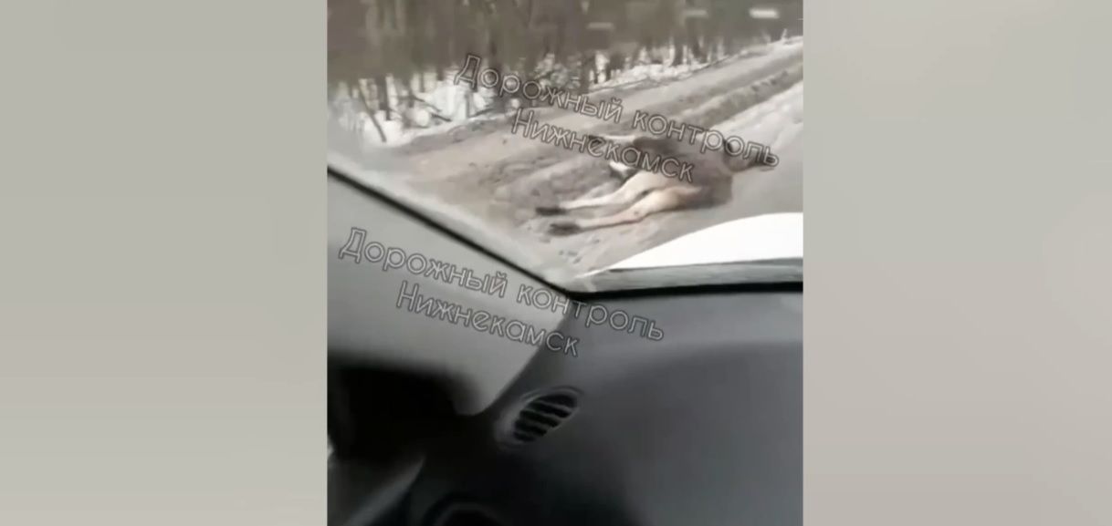 Лося сбили на трассе в Нижнекамске