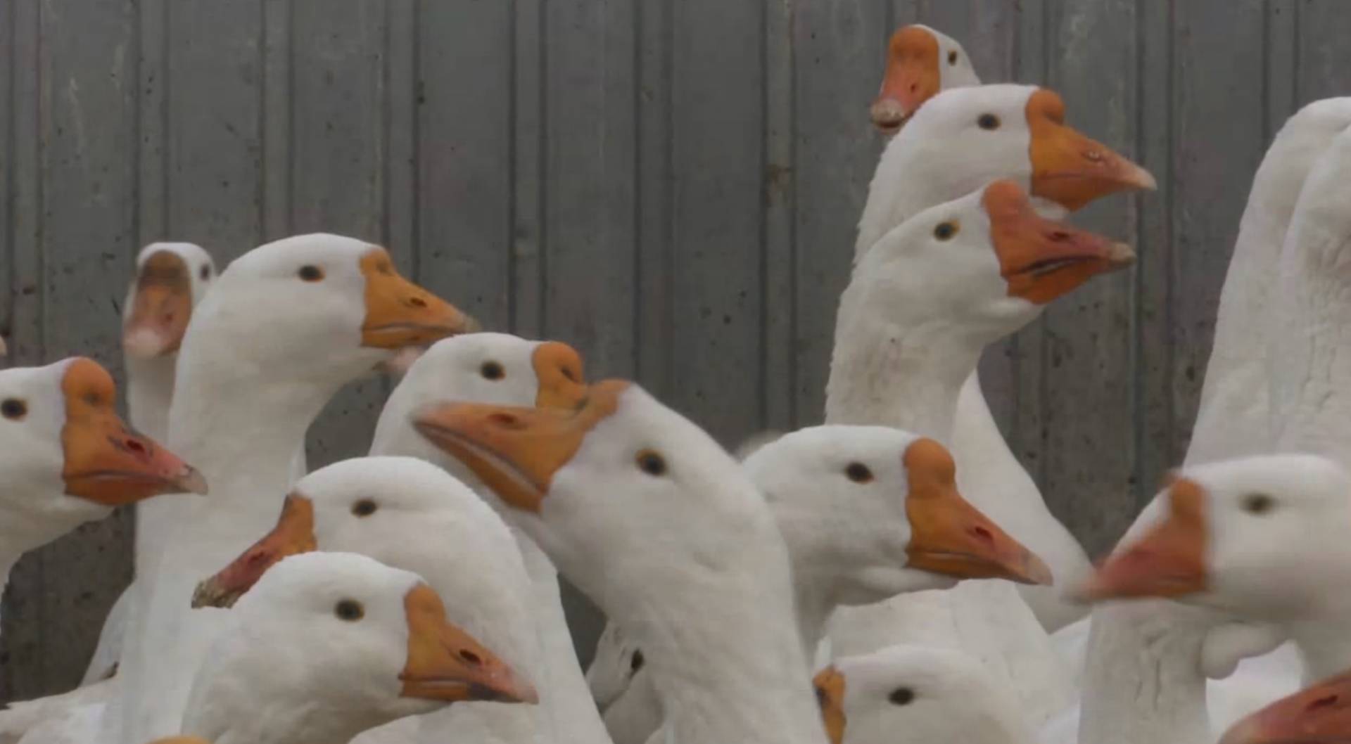 Татарстанцев предупредили об угрозе заражения птичьим гриппом из-за перелетных птиц