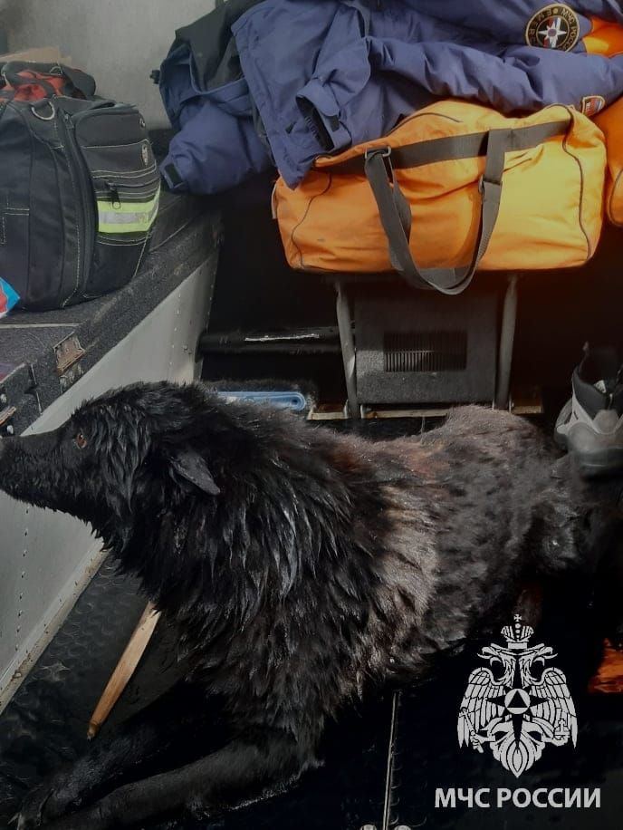 В Зеленодольском районе спасли тонущую собаку из ледяной воды
