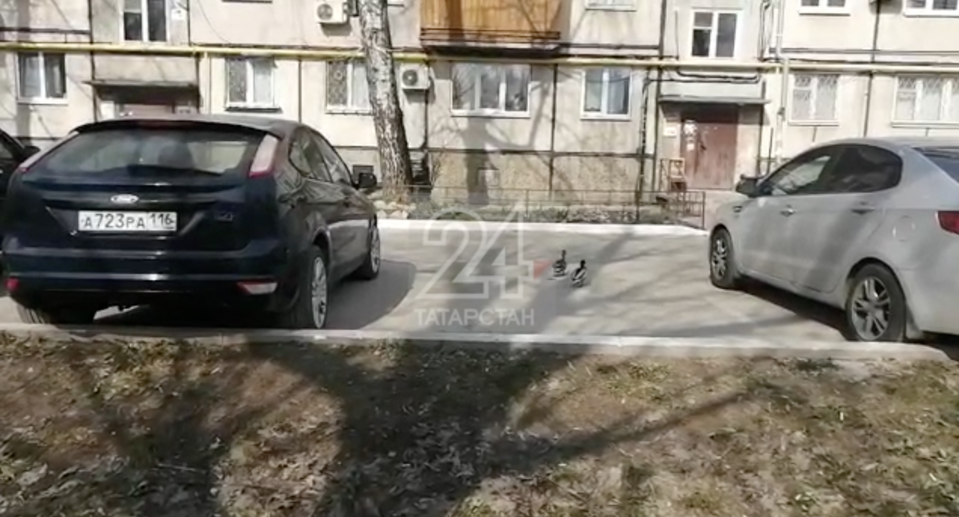 Уток заметили во дворе дома на улице Серова в Казани