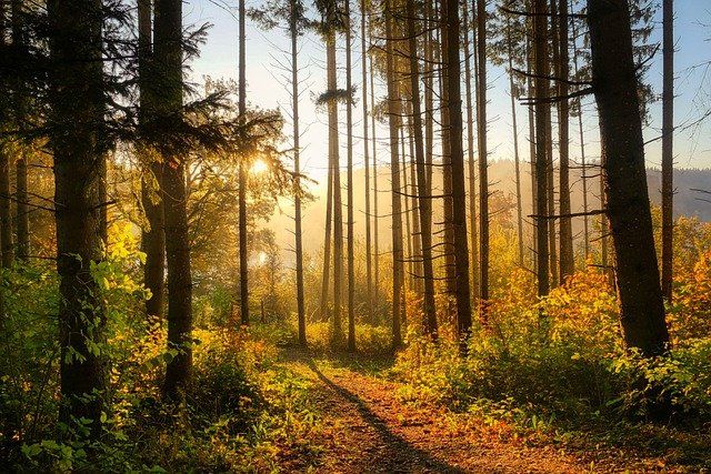 В Татарстане воспроизведут 3,6 тыс. гектаров леса