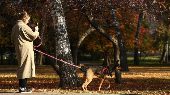 В Казани введен карантин на площадках для выгула собак в двух парках