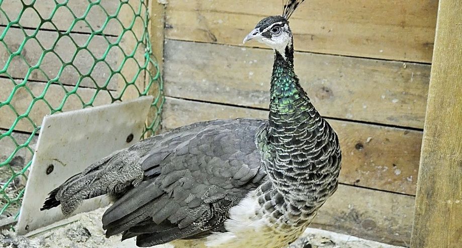 В Казани ищут павлиниху: птица скрылась в Авиастроительном районе
