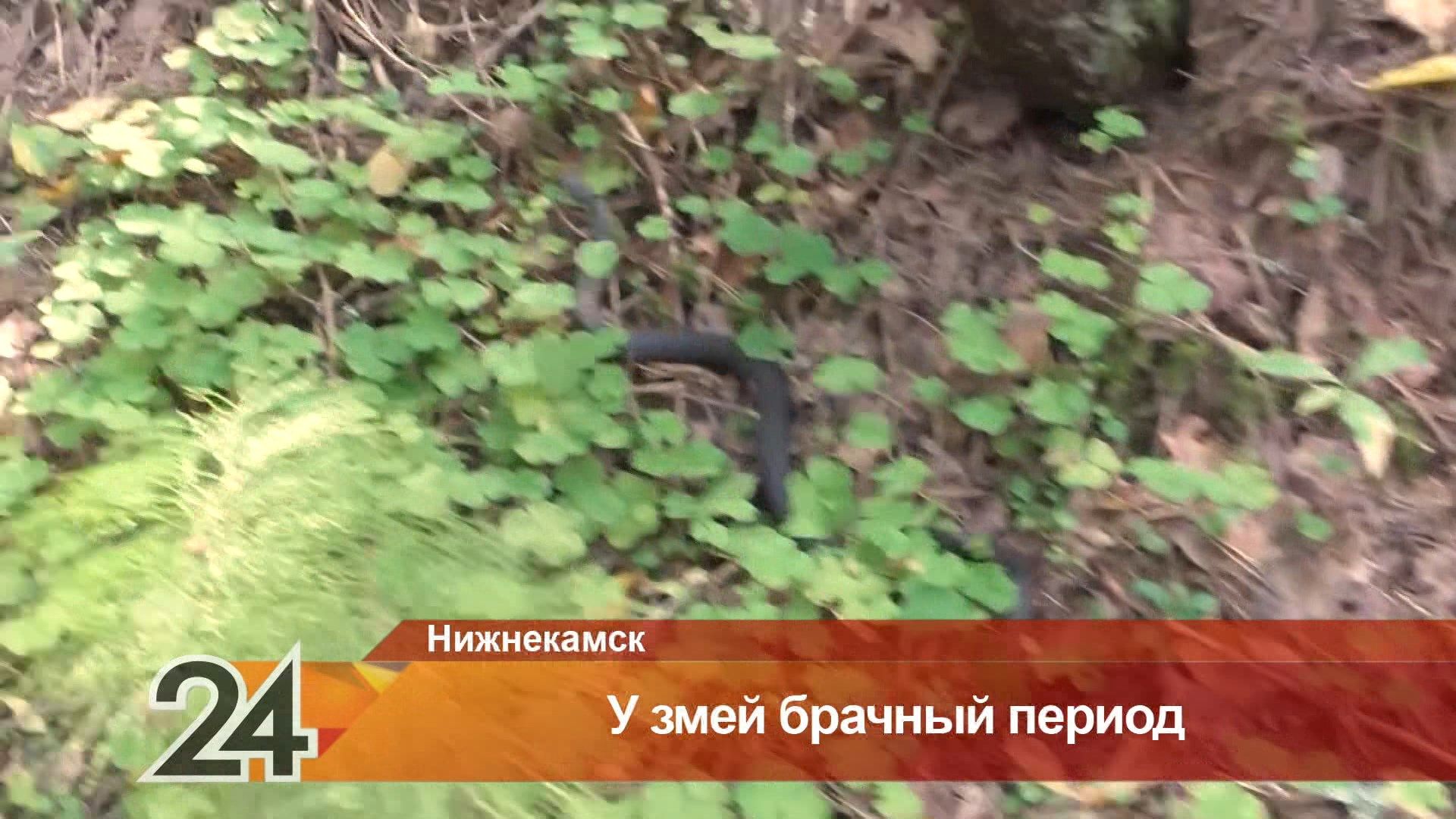 В лесах Татарстана начался сезон активности змей