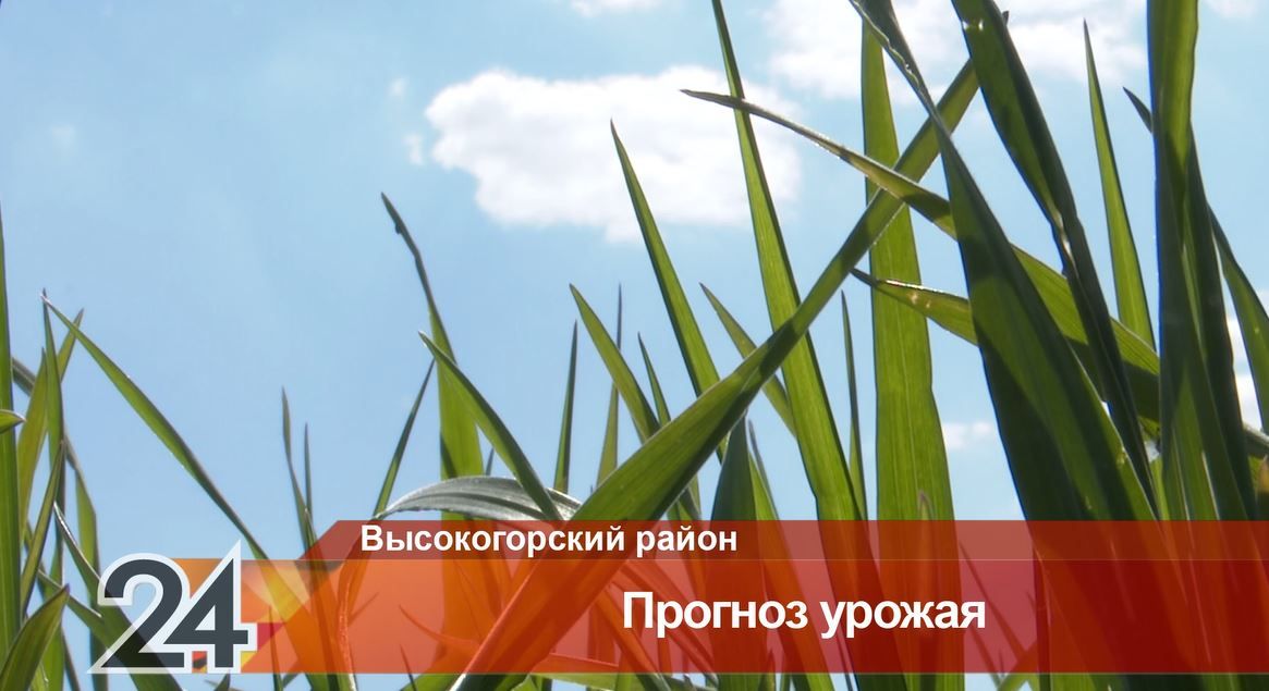 В Татарстане заморозки повредили 1000 гектаров посевов