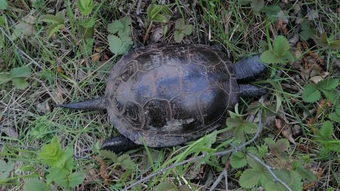 В Татарстане спасенная болотная черепаха возвращена в дикую природу