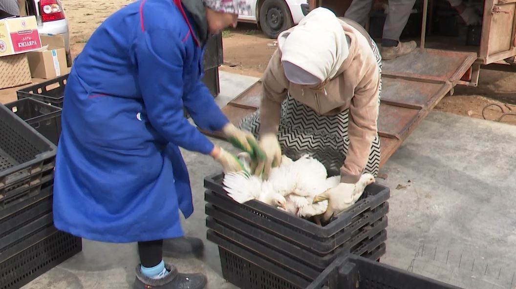 С приходом весны в Татарстане возросла опасность появления птичьего гриппа