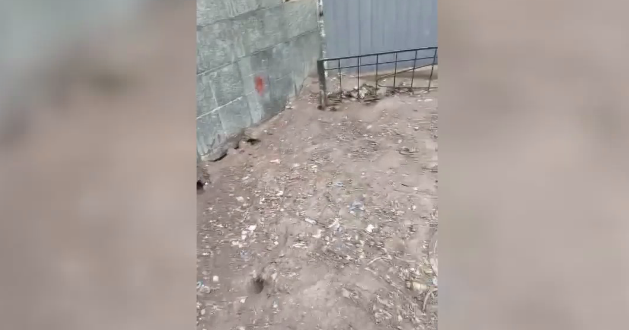 В Казани крысы перегрызли провода у машины в одном из дворов