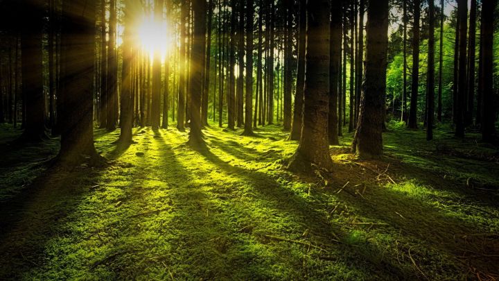 Минприроды РФ предлагает ввести новый вид использования лесов