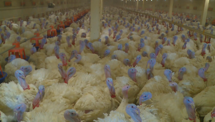 В Зеленодольском районе на птицефабрике ввели карантин из-за птичьего гриппа