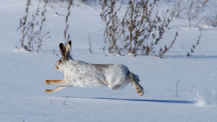 Татарстанцу грозит уголовная ответственность за незаконную охоту на зайцев