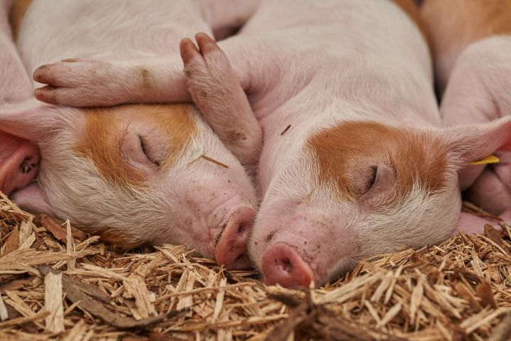 В 23 районах Татарстане ввели карантин по африканской чуме свиней