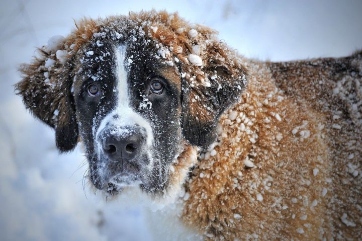 В Казани на отлов бродячих собак потратят больше 1,7 млн рублей