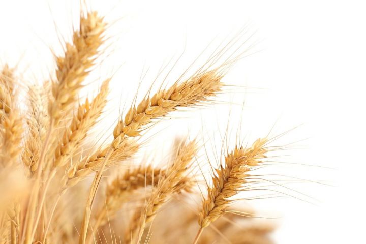Ученые Татарстана вывели новый сорт пшеницы «100 лет ТАССР»