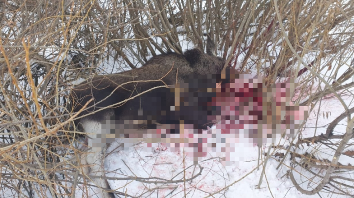 В Татарстане задержали браконьера, который незаконно отстрелил самку лося