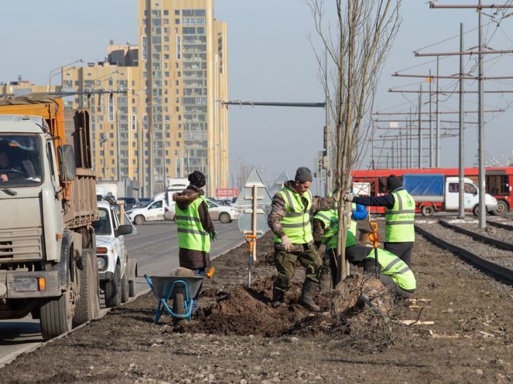 В Казани на проспекте Победы начали высаживать тополя