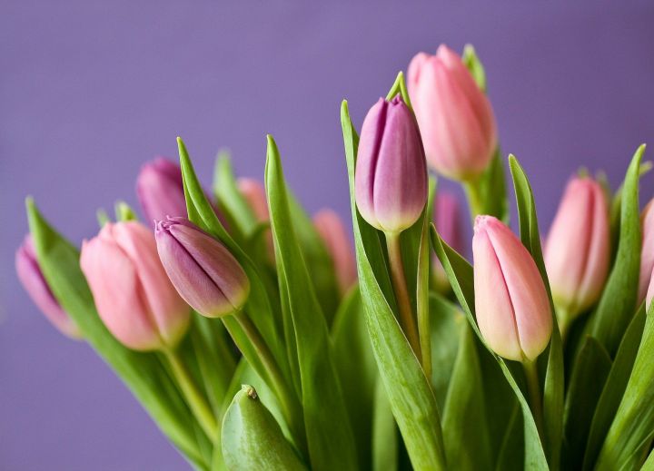 В Минсельхозе РТ рассказали, как правильно выбрать цветы к 8 марта