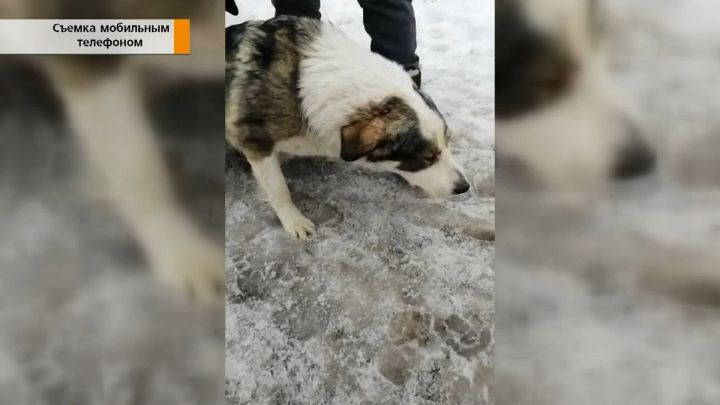 Массовая охота на собак началась на «Жилплощадке» в Авиастроительном районе Казани