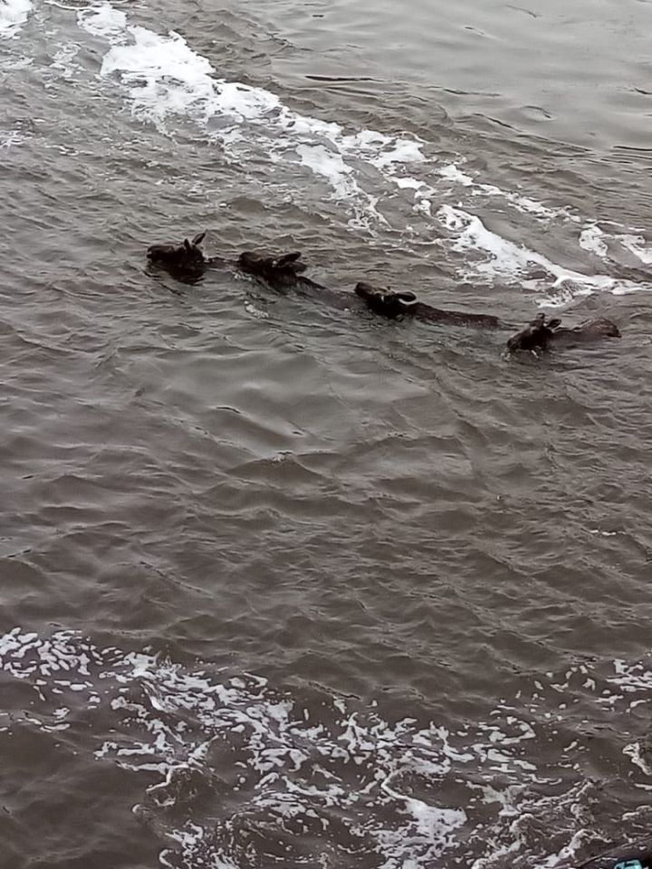 В Татарстане спасли трех лосей, тонувших на плотине Нижнекамской ГЭС