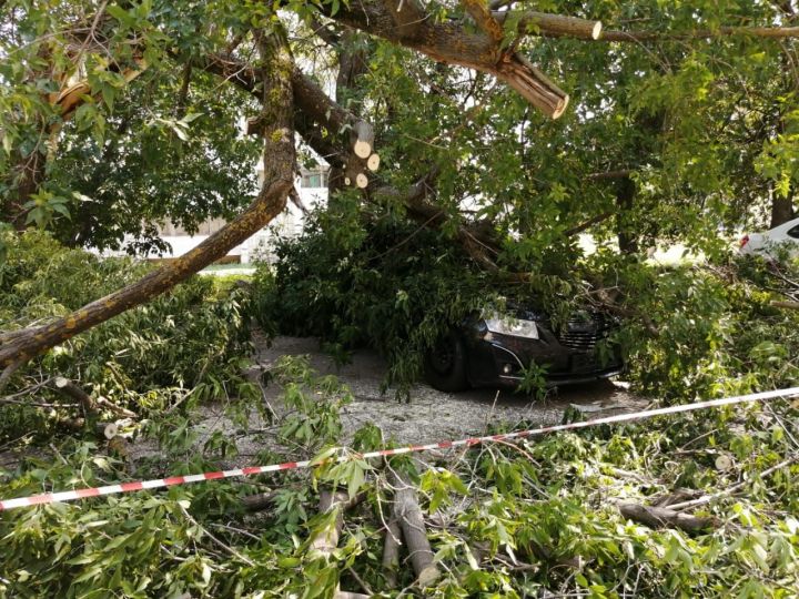 В Казани на автомобиль упало дерево