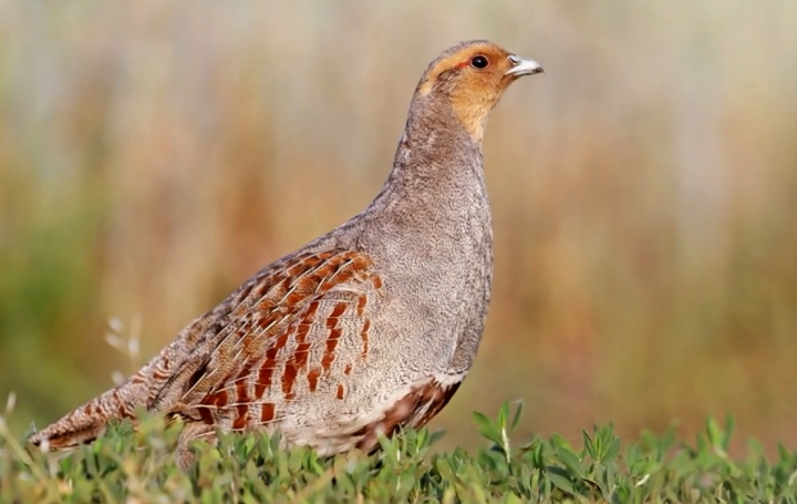 Охоту на некоторых птиц и животных запретили в Татарстане