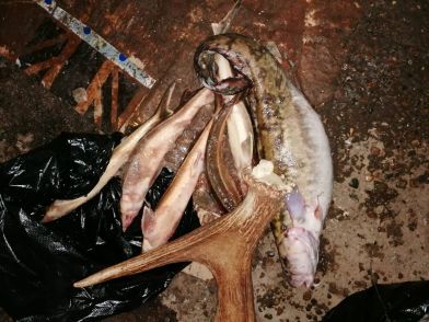 В Нижнекамске была остановлена машина, в багажнике который находилось мясо лосей