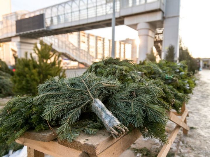 В Казани работают пункты приема новогодних елок
