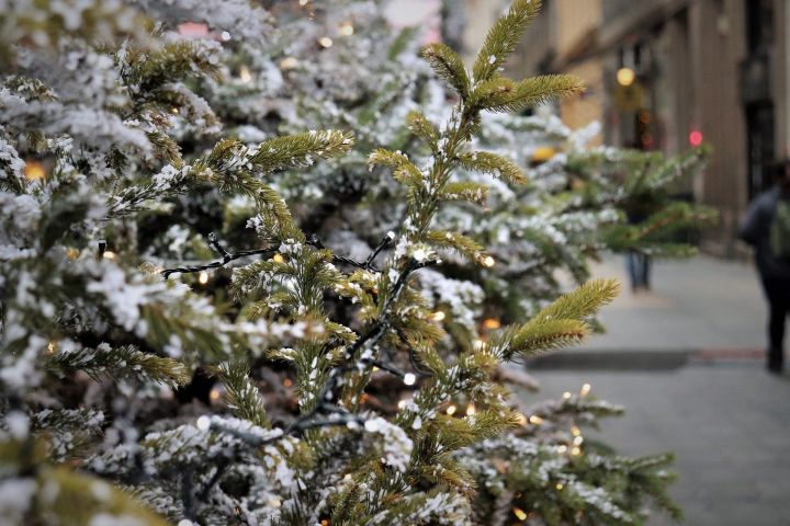 В Казани заработали пункты приема новогодних елок