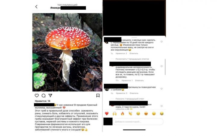 Мухоморная лихорадка: почему татарстанцы «лечатся» смертельно-опасными грибами?