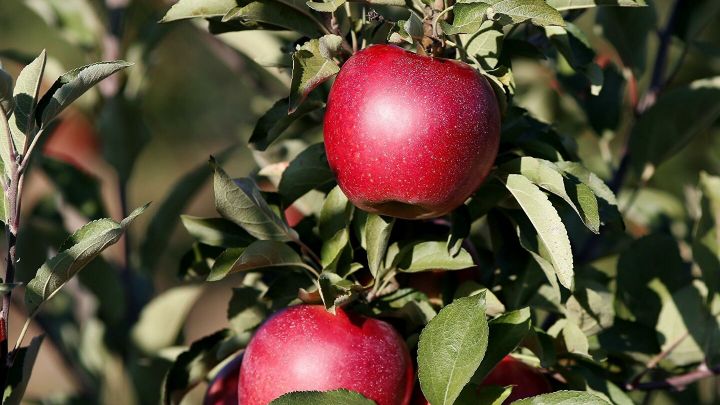 В казанском парке имени Горького высадили декоративные яблони