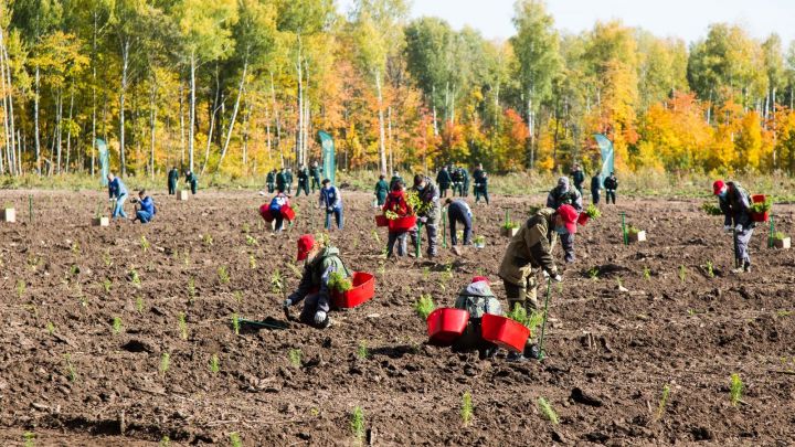 В Татарстане в рамках акции «Сохраним лес» посадят более миллиона деревьев