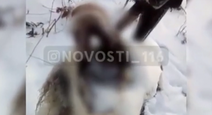 В Татарстане трое мужчин избили палкой собаку и повесили ее на дереве