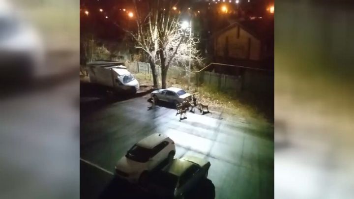 Стая собак в посёлке Царицыно не давала мужчине выйти из своей машины